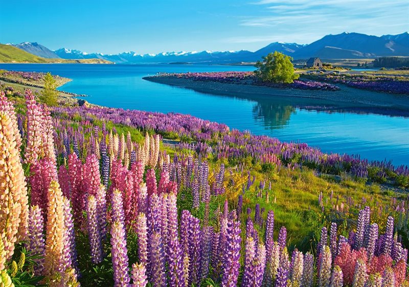 Pussel Castorland 500 Bitar Lake Tekapo, New Zeeland