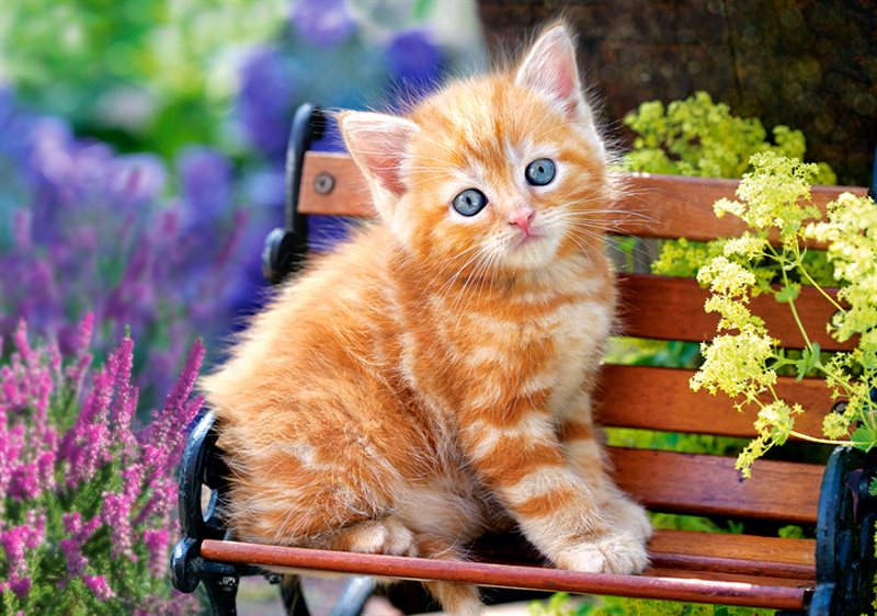 Pussel Castorland 500 bitar Ginger Kitten