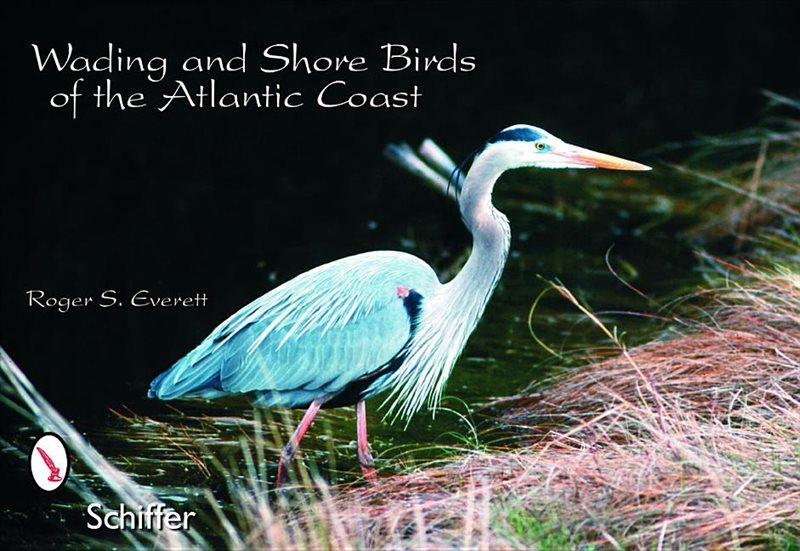 Wading and shore bird postcards - wading & shore birds of the atlantic coas