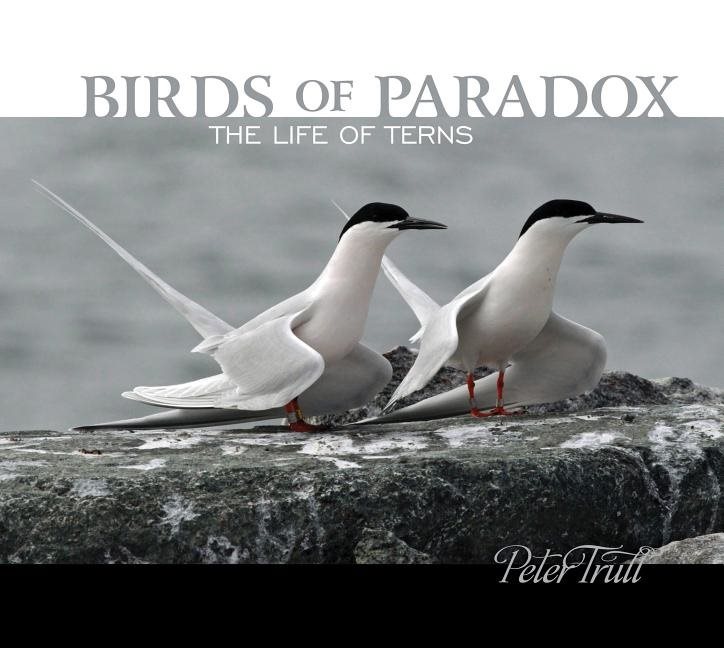 Birds Of Paradox : The Life of Terns