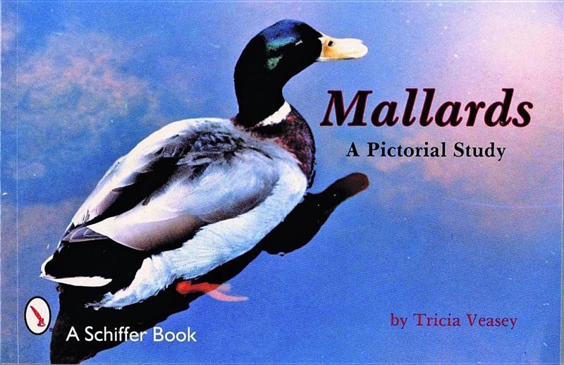 Mallards - a pictorial study