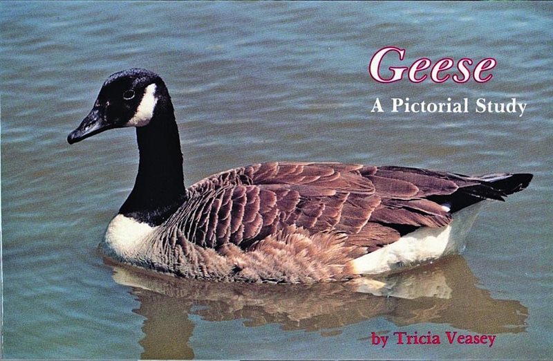 Geese : A Pictorial Study