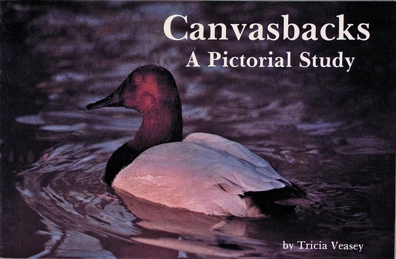 Canvasbacks : A Pictorial Study